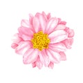watercolor pink chrysanthemum flower, in the style of clipart style isolated on white background Royalty Free Stock Photo