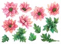 Watercolor pink chrysanthemum flowers and green leaves set composition isolated clip art Royalty Free Stock Photo