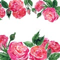 Watercolor pink crimson red rose peony flower floral composition frame border template sample background