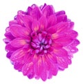 Watercolor pink dahlia. Flower on a white isolated background with clipping path. Closeup. Drops of water on the petals.