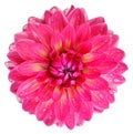 Watercolor pink dahlia. Flower on a white isolated background with clipping path. Closeup. Drops of water on the petals.