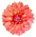 Watercolor pink dahlia. Flower on a white isolated background with clipping path. Closeup. Drops of water on the petals.