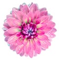 Watercolor pink dahlia. Flower on a white isolated background with clipping path. Closeup. Drops of water on the petals.