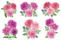 Watercolor pink dahlias. Set of botanical drawings on a white isolated background. Beautiful flowers. Royalty Free Stock Photo
