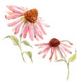 Watercolor pink echinacea flower Royalty Free Stock Photo