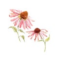 Watercolor pink echinacea flower Royalty Free Stock Photo