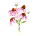 Watercolor pink echinacea flowers isolated. Hand painted illustration with elegant garden pink daisies flowers to design Royalty Free Stock Photo