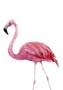 Watercolor pink flamingo. Exotic hand painted bird illustration isolated on white background. For design, prints or Royalty Free Stock Photo