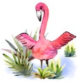 Watercolor pink Flamingo flapping its wings on a white Background. Isolated Flamingos in the grass on the lake element