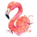 Watercolor pink flamingo