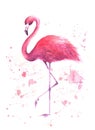 Watercolor pink flamingo