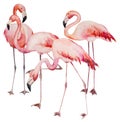 Watercolor pink flamingoes isolated illustration