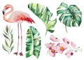 Watercolor pink flamingoes and tropical green leaves isolated illustration