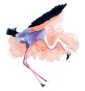 Watercolor pink flamingos Royalty Free Stock Photo