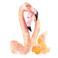 Watercolor pink flamingos Royalty Free Stock Photo