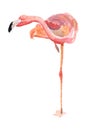 Watercolor pink flamingos Royalty Free Stock Photo