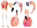 watercolor pink flamingos Royalty Free Stock Photo
