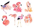 watercolor pink flamingos Royalty Free Stock Photo