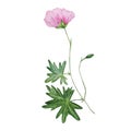 watercolor pink flower botanical illustration Royalty Free Stock Photo