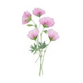 watercolor pink flower gentle bouqet Royalty Free Stock Photo