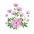 watercolor pink flower geranium composition Royalty Free Stock Photo