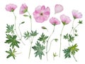 watercolor pink flower geranium set Royalty Free Stock Photo