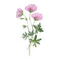 watercolor pink flower geranium wildflowers Royalty Free Stock Photo