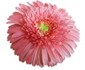 Watercolor pink flower. Gerbera flower isolated on white background. No shadows with clipping path. Close-up. Royalty Free Stock Photo