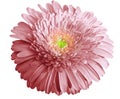 Watercolor pink flower. Gerbera flower isolated on white background. No shadows with clipping path. Close-up. Nature Royalty Free Stock Photo