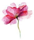 Watercolor pink flower rose on white background. Royalty Free Stock Photo