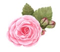 Watercolor Pink Flower, on white background Royalty Free Stock Photo