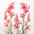 Watercolor Pink Flowers: Graceful Gladiolus Frame On White Background