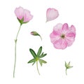 watercolor pink flowers and petals Royalty Free Stock Photo