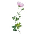 watercolor pink geranium botanical flower Royalty Free Stock Photo