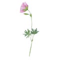 watercolor pink geranium botanical illustration Royalty Free Stock Photo