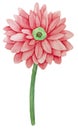 Watercolor pink gerbera single flower on white Royalty Free Stock Photo