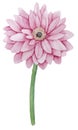 Watercolor pink gerbera single flower on white Royalty Free Stock Photo