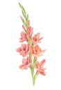 Watercolor pink gladiolus