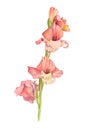 Watercolor pink gladiolus