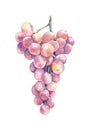 Watercolor Pink Grapes Isolated