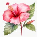 Watercolor Pink Hibiscus Flower Clipart - Single Design Royalty Free Stock Photo