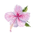 Watercolor pink hibiscus flower with green leaves. Hand painted isolated on white background. Realistic delicate floral element. Royalty Free Stock Photo