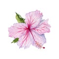 Watercolor pink hibiscus flower with green leaves. Hand painted isolated on white background. Realistic delicate floral element. Royalty Free Stock Photo