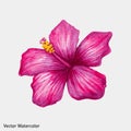 Watercolor pink hibiscus flower