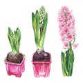 Watercolor pink hyacinth flower bud green leaf nature plant pot set isolated Royalty Free Stock Photo