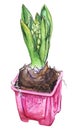 Watercolor pink hyacinth flower bud green leaf nature plant pot isolated Royalty Free Stock Photo