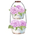 Watercolor Pink Hydrangea on a tray Clip Art