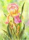 Watercolor pink iris in the garden Royalty Free Stock Photo