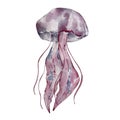 Watercolor pink jellyfish illustration