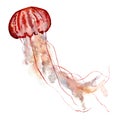 Watercolor pink jellyfish. Underwater animal illustration isolated on white background. For design, prints or background Royalty Free Stock Photo